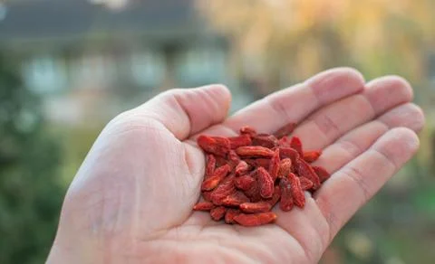 Focus on goji fruit. Stock Photos