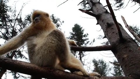 Focus On Golden snub-nosed monkey, China Stock Footage 107192435
