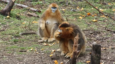 Focus On Golden snub-nosed monkey, China Stock Footage 107198575