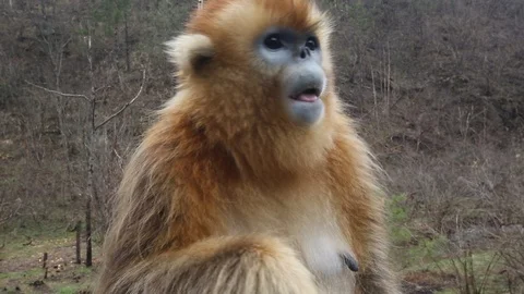 Focus On Golden snub-nosed monkey, China Stock Footage 107216522