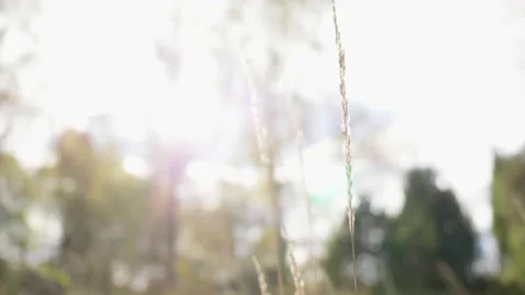 Focus at grass flower in field. Blurred greenery background in the big field  Video stock 183844192