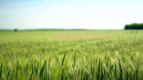 Focus on Green Fields and Grass in the Wind 4K Stock Footage 82161934