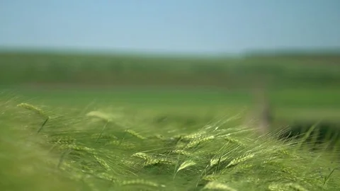 Focus on Green Fields Road from Grass 4K Stock Footage 82161949