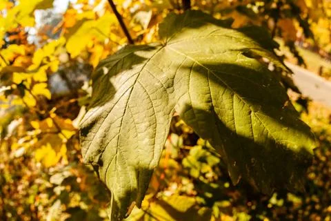 Focus on green leaf Foto stock
