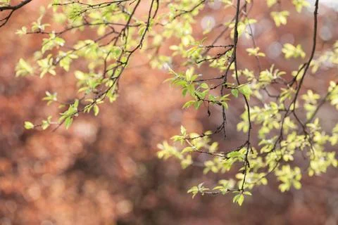 Focus on green leaves Stock Photos