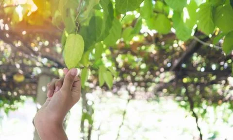 Focus hand holding leaf In the vegetable garden, The light shines through the Stock Photos