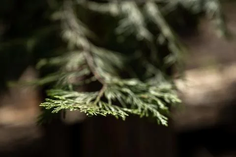 Focus on Just the Tip of Evergreen Pine Needle 写真素材