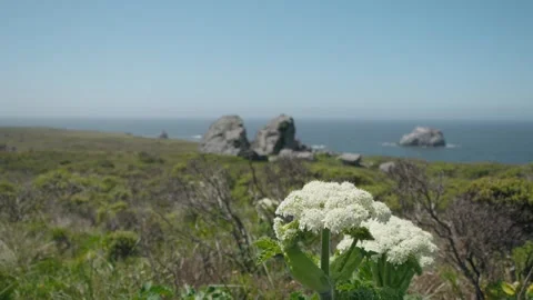 Focus on large cluster of white flowers growing in a field overlooking the calif Stock Footage 308873960