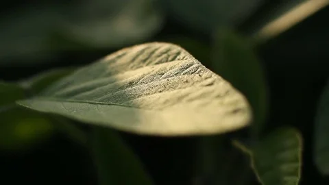Focus On The Leaf Stock Footage 78702153