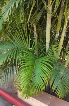 Focus on Leaf 写真素材