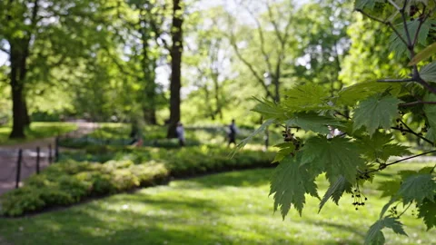 Focus on leafs in a park in slow motion. Variation 2 Stock Footage 275425739