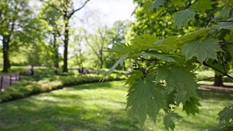 Focus on leafs in a park in slow motion. Variation 1 Stock Footage 275426003