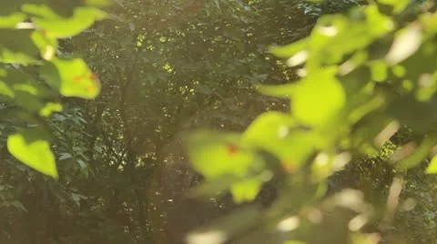 Focus to leaves Stock Footage 12345175