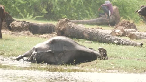 Focus live video of a buffalo lying down, resting at the river bank Stock Footage 225687385