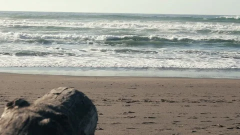 Focus on log driftwood on a empty beach Stock Footage 259833880