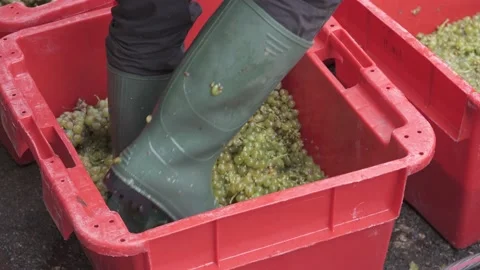 Focus on a man wearing boots and stomping on fresh grapes in a plastic Stock Footage 143731697