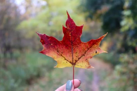 In Focus Maple Leaf Foto stock