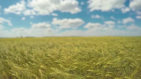 Focus On The Mature Spikelets On The Field, Tilt Shift Lens Stock Footage 235715744