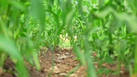 Focus in the middle of organic community vegetable garden with corn sidling.  Stock Footage 204157978