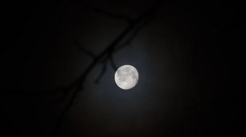 In Focus Moon - Out of Focus Tree Branch Stock Photos