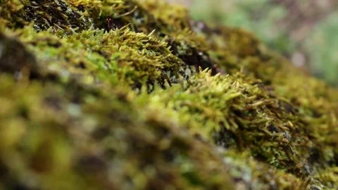 Focus on moss-covered tree Stock Footage