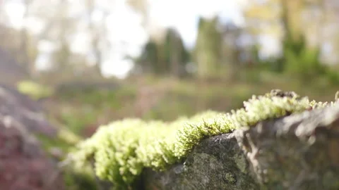 Focus at moss on the stone in forest. Blurred greenery background in the Fore Video stock 221426314