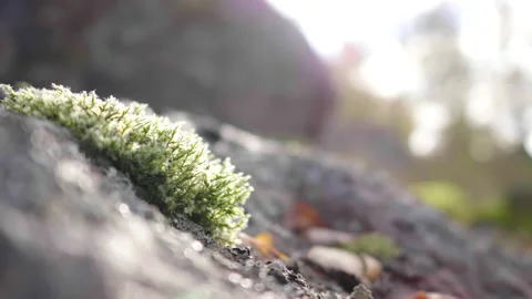 Focus at moss on the stone in forest. Blurred greenery background in the Fore Stock Footage 221426357