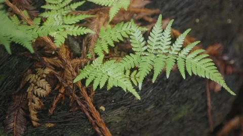 Focus on native silver fern, New Zealand Stock-Footage 153875508
