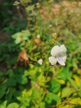 Focus nature picture flower Stock Photos