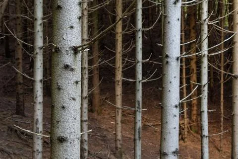 Focus on old spruce tree trunk in dense coniferous forest Stock Photos