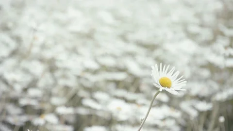 Focus One Daisy Flower Blowing Wind in Field Covered White Daisy Flower Stock Footage 153584780