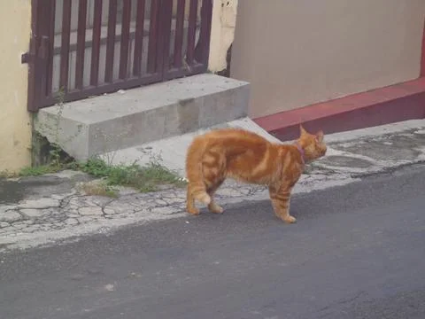 Focus on An orange cat walking down an urban street Stock Photos