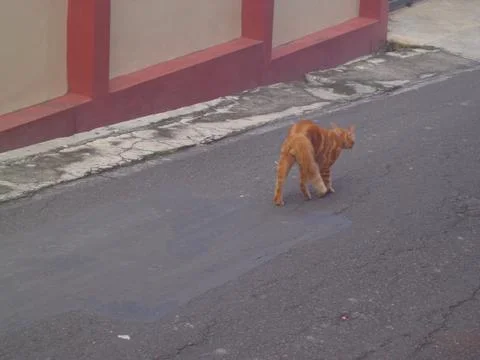 Focus on An orange cat walking down an urban street 스톡 사진