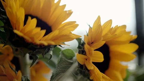 FOCUS OUT TO A PAIR OF SUNFLOWERS Vidéo 107304627