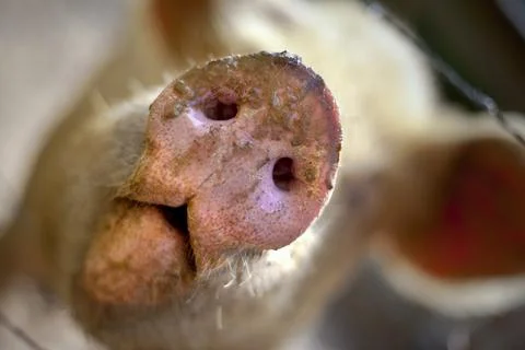 Focus on a pig Stock Photos