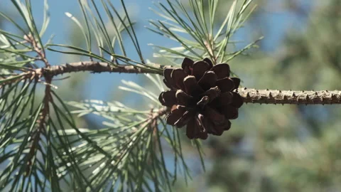 Focus on pinecone Stock Footage 165595691