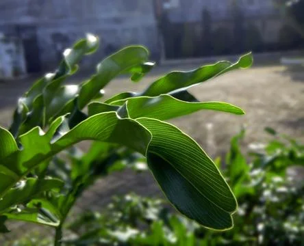 Focus Plant Stock-Fotos