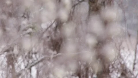 Focus to Plant in the Snow Stock Footage 73120048