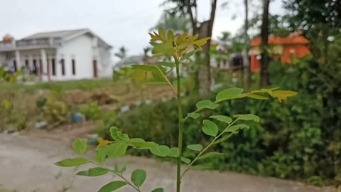Focus on plants with cloudy weather. Stock Footage 219672490