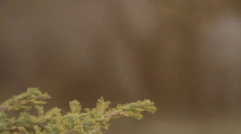 Focus pull from Acacia tree to Elephant Video stock 11140280