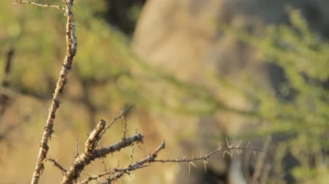 Focus pull from Acacia tree to Elephant 2 Video stock 11140313