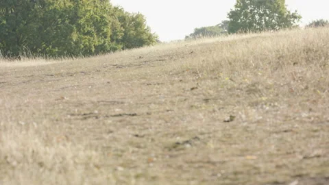 Focus pull across the background to the foreground in an empty green park Stock-Footage 150376663