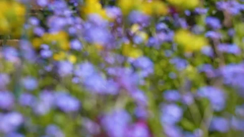 Focus pull across a field of Forget-Me-Nots to a single stem Video stock 242854435