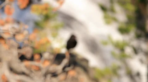 Focus pull and hold on raven 스톡 동영상 35194559