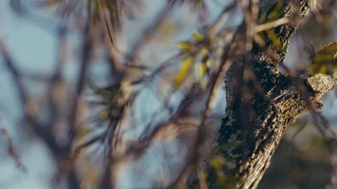 Focus pull from Australian trees to background Stock Footage 164905365