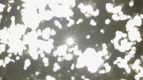 Focus pull onto backlit oak tree leaves Vídeos de archivo 113804521