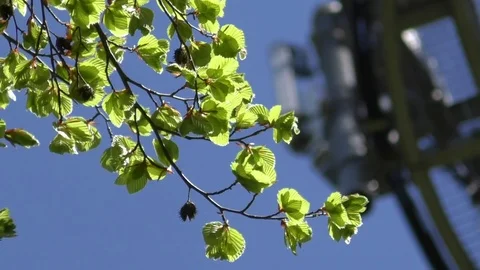 Focus pull: Beech tree branch with green leaves and a detail of a mobile tower Stock Footage 76770225