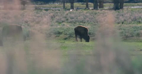 A focus pull of bison between tall grass Stock Footage 337871445