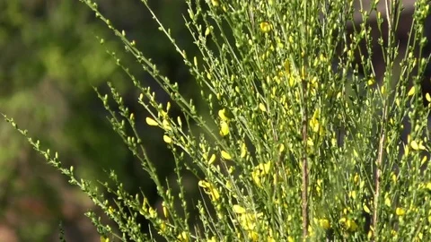 Focus pull: Blossoming broom shrub growing near trees and an old farmhouse Stock Footage 76765125