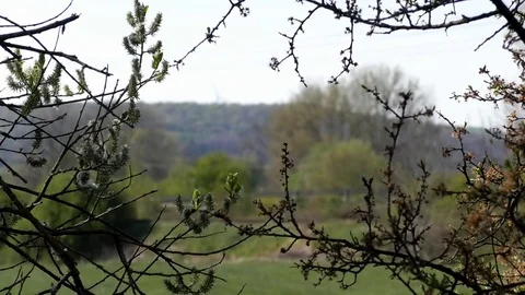 Focus pull: Blossoming tree branches, a road through rural nature, wind turbines Video stock 76768527